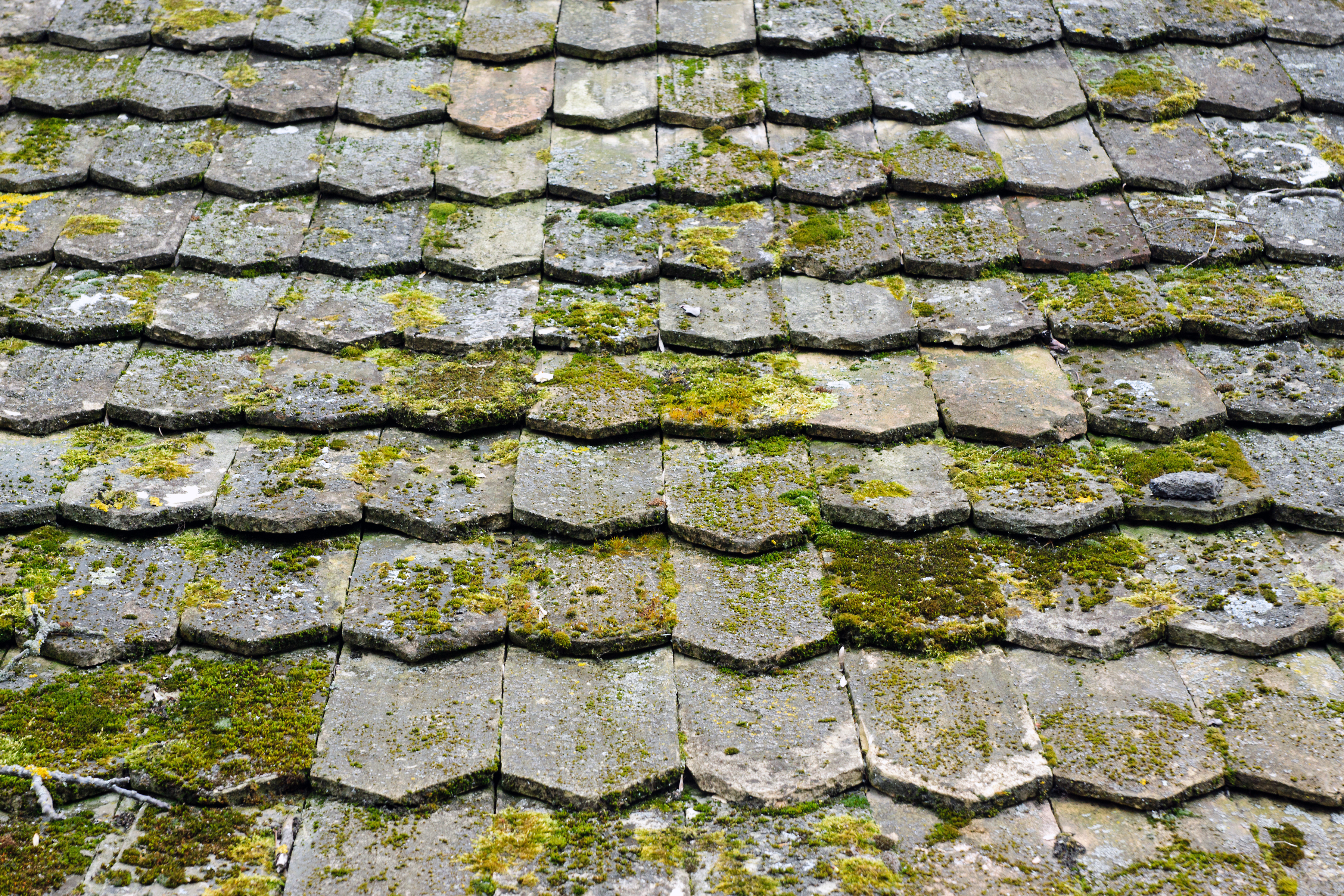https://seonitro.com/members/webroot/siamemberimages/120/mold-and-algae-shingle.jpg